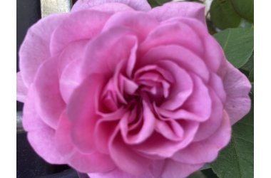 Storblomstrende roser.