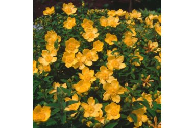 Perikon / Hypericum