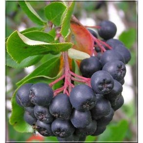 Aronia / Surb�r 50/80 cm.