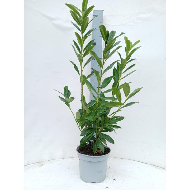 Laurb�r Caucasia 80/100 cm. p� tilbud.