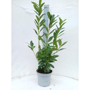 Laurb�r Caucasia 60/80 cm. til skarp pris.