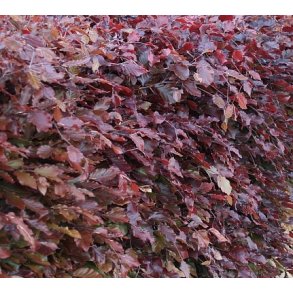 R�d B�g 50/80 cm.