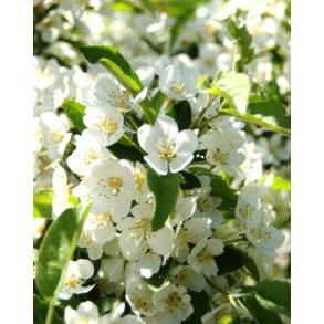 Malus Sargentii i 50/80 cm. 