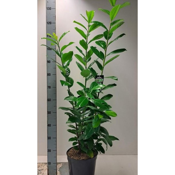 Laurb�r. "Novita" 100/120 cm i potte.