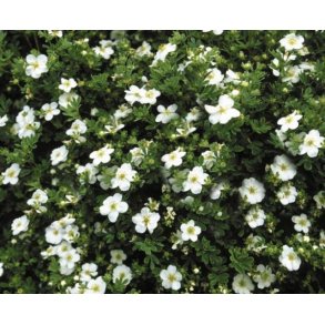 Potentilla ''Abbottswood'' 30/50 cm