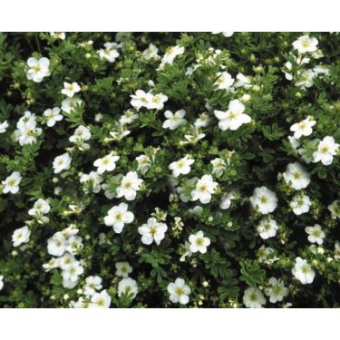 Potentilla ''Abbottswood'' 30/50 cm