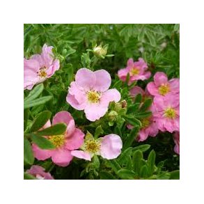 Potentilla '' Lovely Pink'' 30/50 cm.