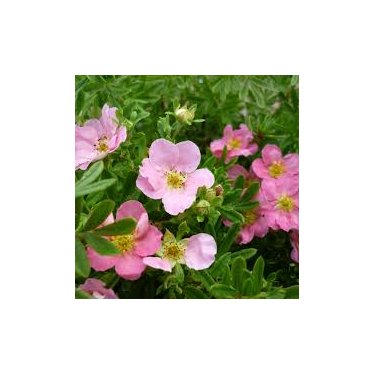 Potentilla '' Lovely Pink'' 30/50 cm.