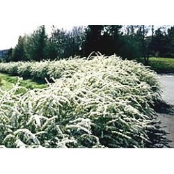 Spirea ''Grefsheim'' 30/50 cm