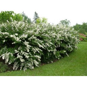 Spirea '' Snowmound'' 30/50 cm