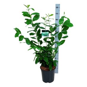Laurbrkirsebr Novita 80/100 cm i potte