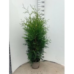 Thuja Brabant 125/150 cm.