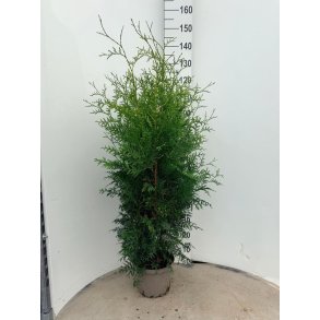 Thuja Brabant 125/150 cm.
