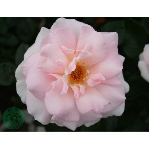 A Whiter Shade of Pale.