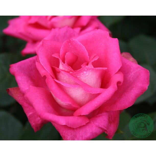 Acapella - storblomstret rose.