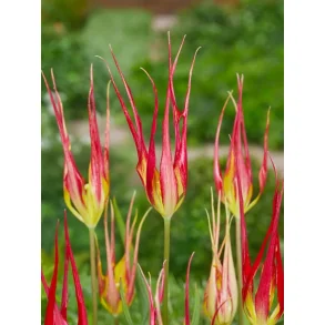 Acuminata