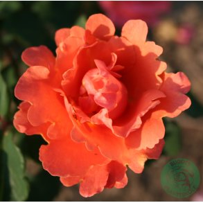 Alibaba - Slyngrose 150-200 cm hj