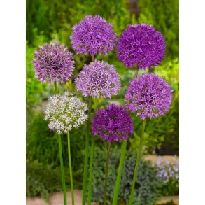 Stipitatum prydlg mix