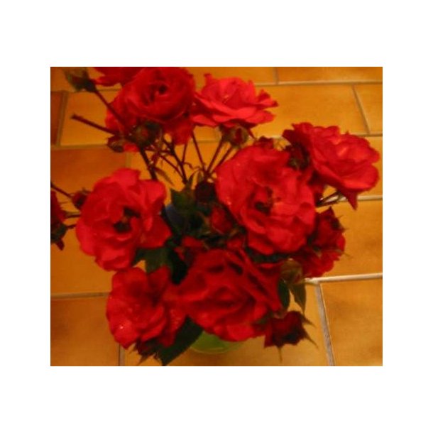 Allotria