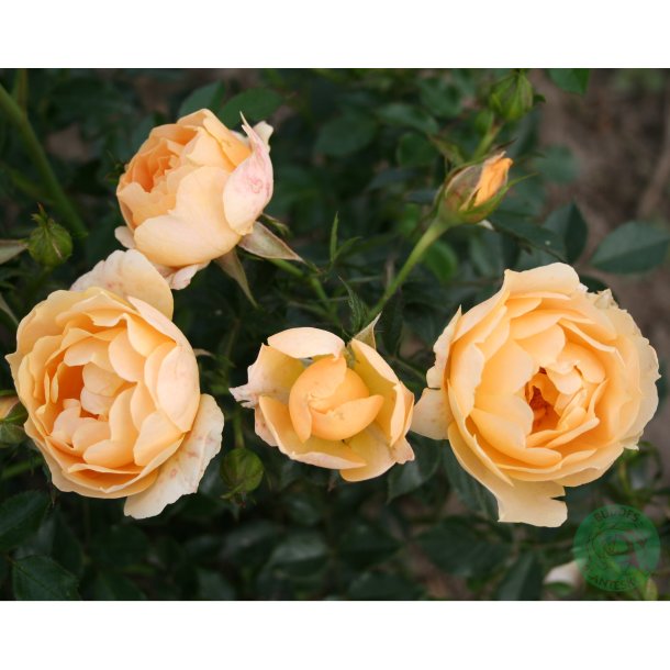 Amber Cover - Bunddkke rose