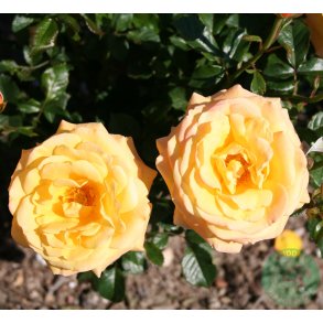 Amber Flush -buketrose