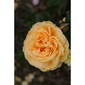 Amber Queen