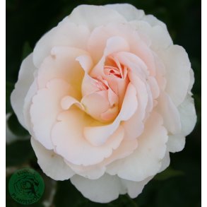 Anna Ancher  Renaissance rose - 100-150 cm