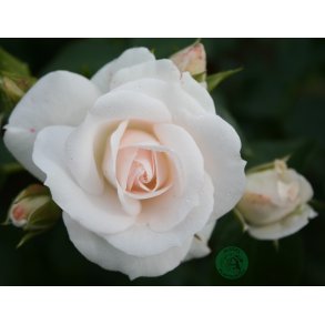 Aspirin Rose - buketrose