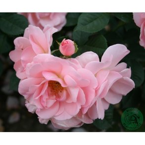 Astrid Lindgren - buketrose