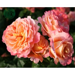 Augusta Luise - storblomstret rose.