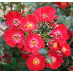 Bassino - Bunddkke rose.