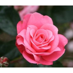 Bella Rosa