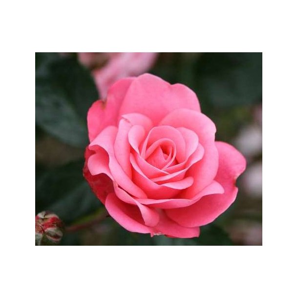 Bella Rosa