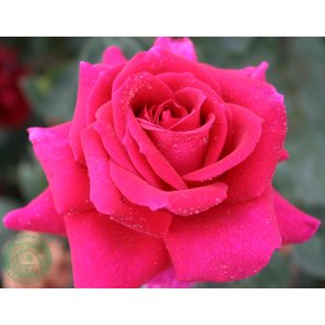 Big Purple - storblomstrende rose.