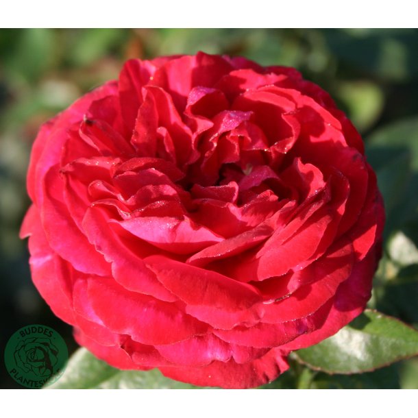 Birthe Kjr - Renaissance rose - 100 - 120 cm