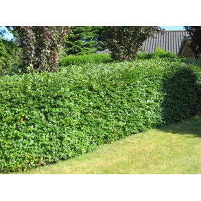 Bg Frdig hk. 150/175 cm