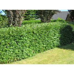 Kraftige Bg i 80/120 cm SPAR 40%