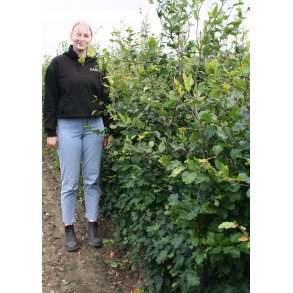 Bg Frdighk 150/175 cm.