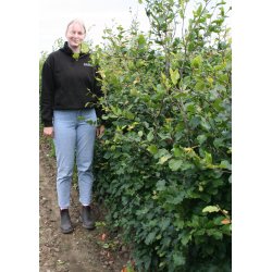 B�g F�rdig h�k 125/150 cm