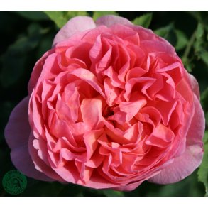 Boscobel - Engelsk rose