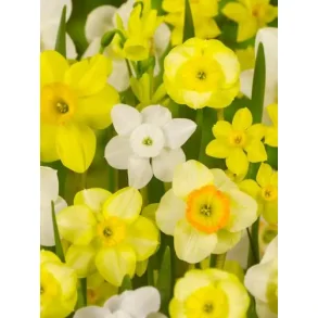 Botanic P�ske mix.