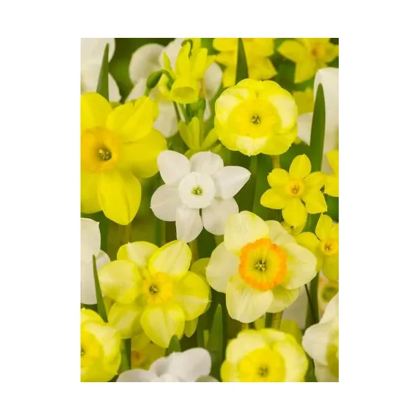 Botanic P�ske mix.