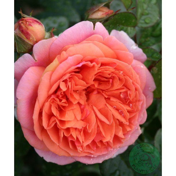 Chippendale - storblomstrende rose.