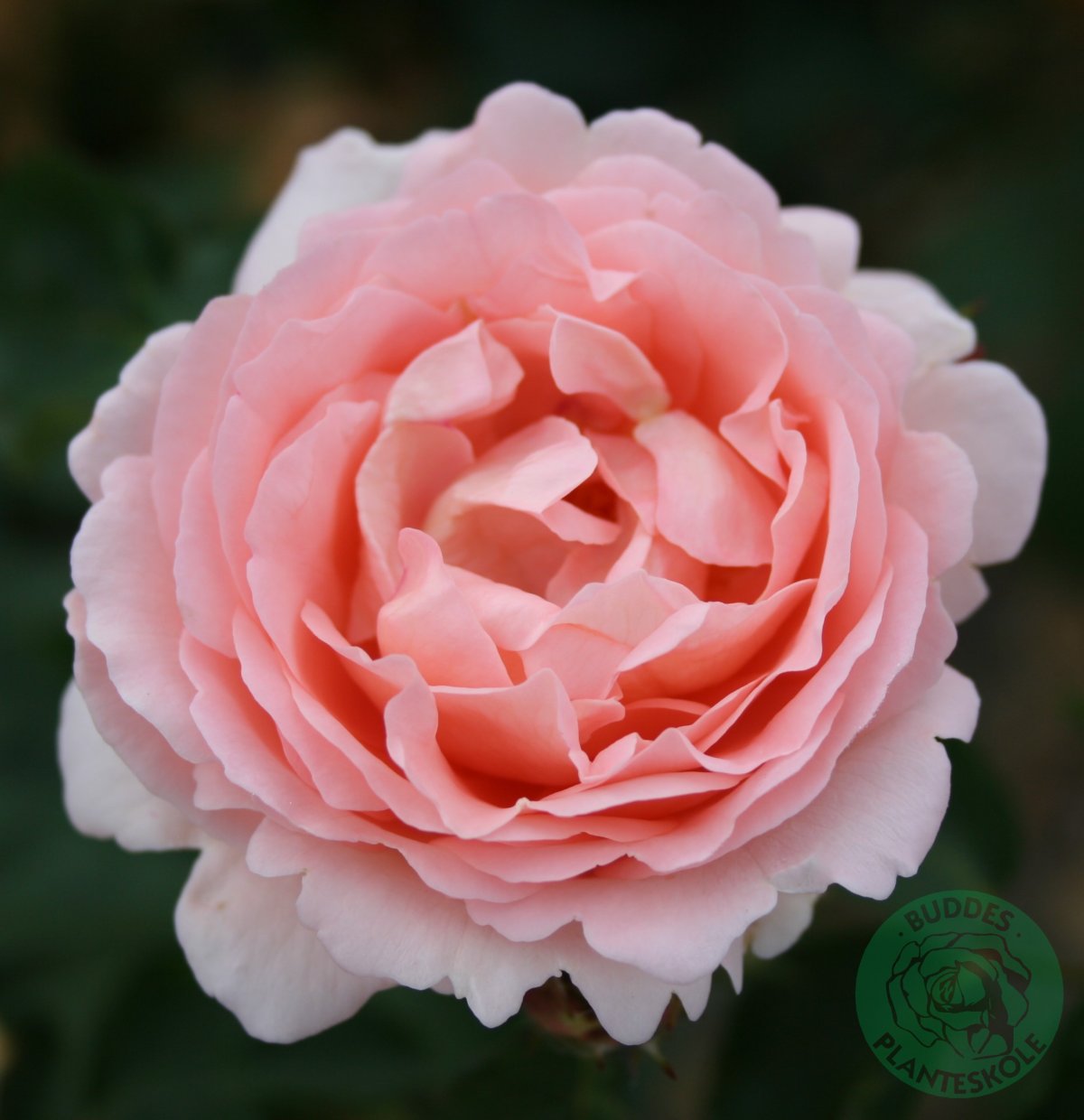 Clair - Renaissance rose - 100 - 120 cm. - Renaissance - Billighæk.dk