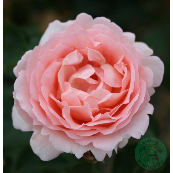 Clair - Renaissance rose - 100 - 120 cm.