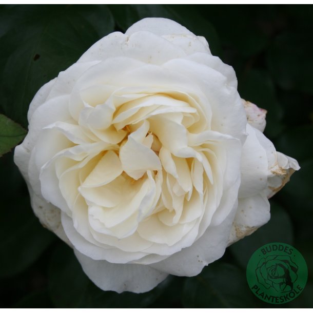 Claus Dalby - stor blomstrende rose.