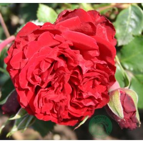 Crazy in Love red - slyngrose 200 - 250 cm 