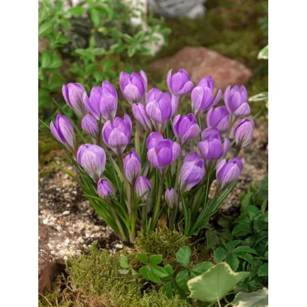 Krokus bl