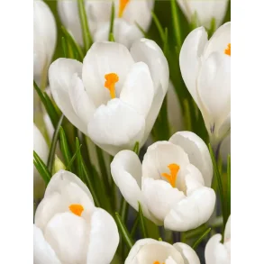 Krokus hvid