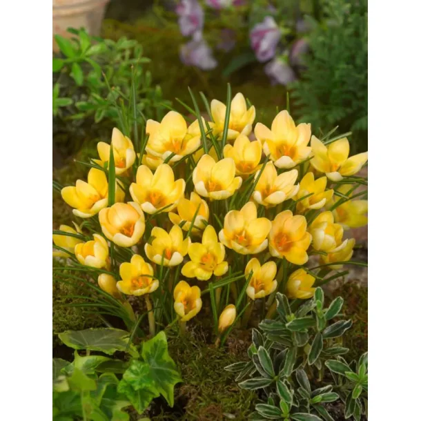 Krokus gul